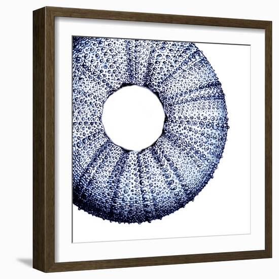 Urchin Shell 1-Sheldon Lewis-Framed Art Print