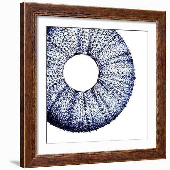 Urchin Shell 1-Sheldon Lewis-Framed Art Print