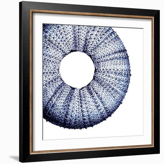 Urchin Shell 1-Sheldon Lewis-Framed Art Print