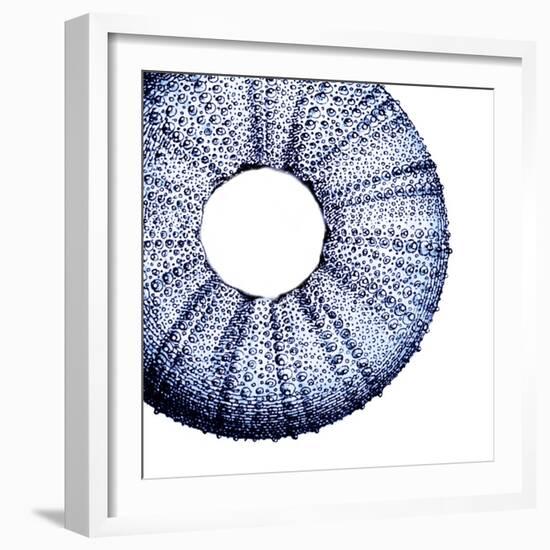 Urchin Shell 1-Sheldon Lewis-Framed Art Print