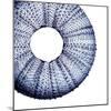 Urchin Shell 1-Sheldon Lewis-Mounted Art Print