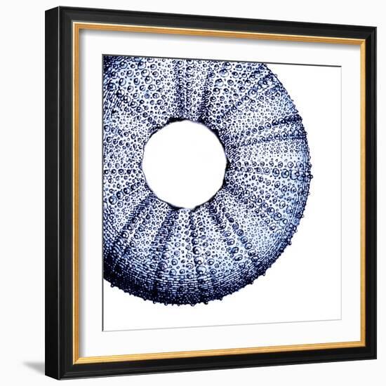 Urchin Shell 1-Sheldon Lewis-Framed Art Print