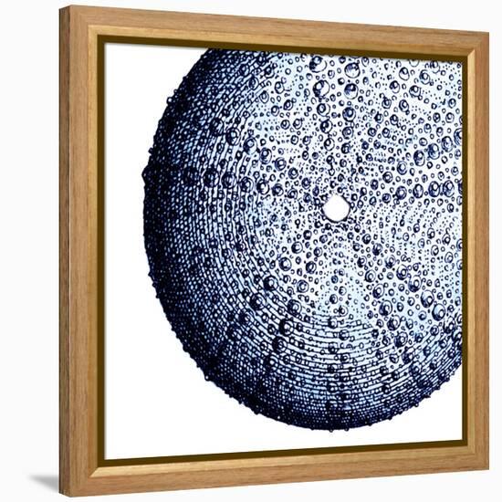 Urchin Shell 2-Sheldon Lewis-Framed Stretched Canvas