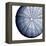 Urchin Shell 2-Sheldon Lewis-Framed Stretched Canvas