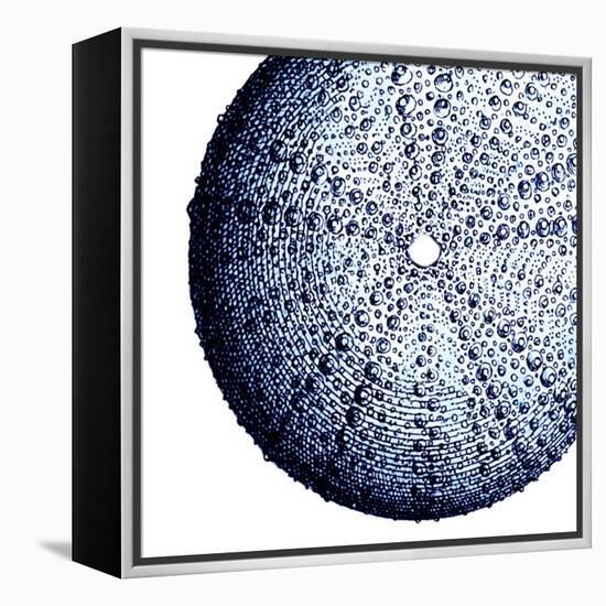 Urchin Shell 2-Sheldon Lewis-Framed Stretched Canvas