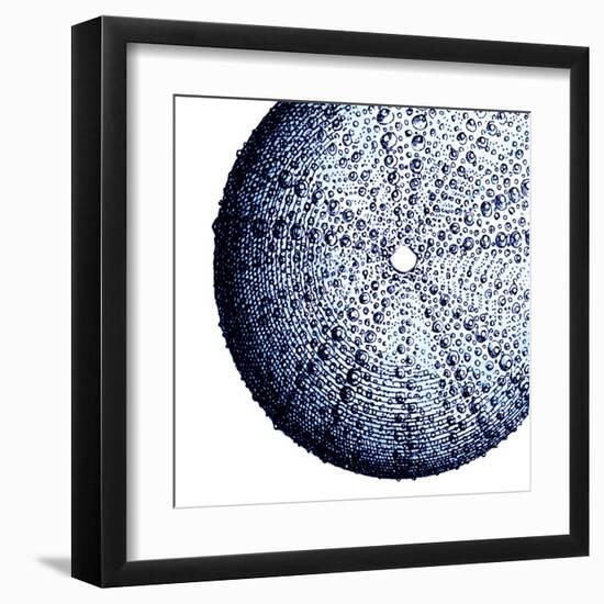 Urchin Shell 2-Sheldon Lewis-Framed Art Print