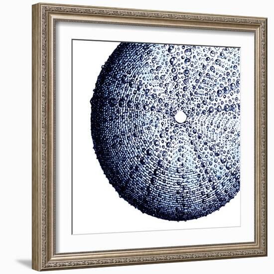 Urchin Shell 2-Sheldon Lewis-Framed Art Print