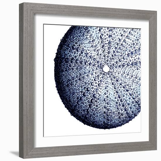 Urchin Shell 2-Sheldon Lewis-Framed Art Print