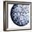 Urchin Shell 2-Sheldon Lewis-Framed Art Print