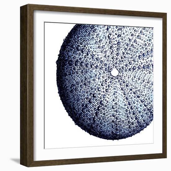 Urchin Shell 2-Sheldon Lewis-Framed Art Print