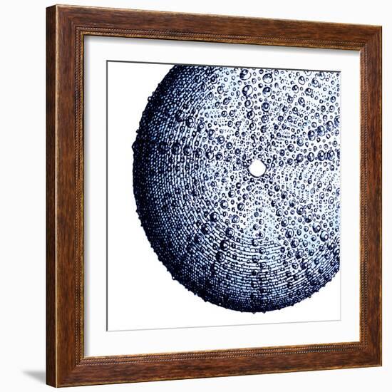 Urchin Shell 2-Sheldon Lewis-Framed Art Print