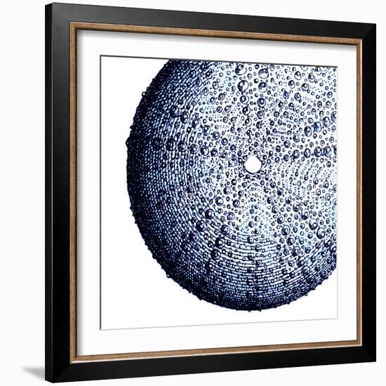 Urchin Shell 2-Sheldon Lewis-Framed Art Print