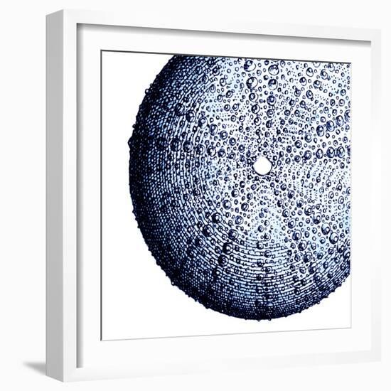 Urchin Shell 2-Sheldon Lewis-Framed Art Print