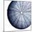 Urchin Shell 2-Sheldon Lewis-Mounted Art Print