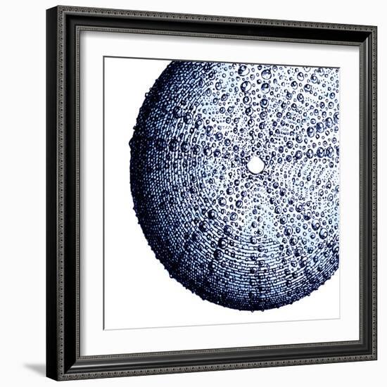 Urchin Shell 2-Sheldon Lewis-Framed Art Print