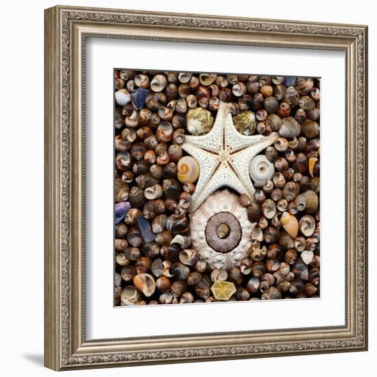 Urchin Star Sea Shells-null-Framed Art Print