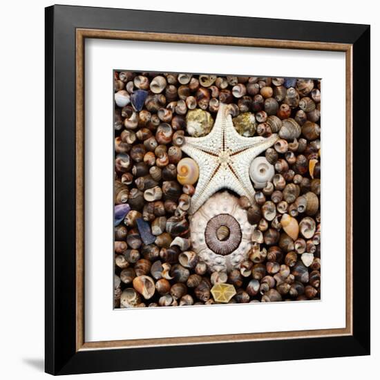 Urchin Star Sea Shells-null-Framed Art Print