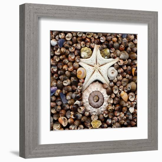 Urchin Star Sea Shells-null-Framed Art Print