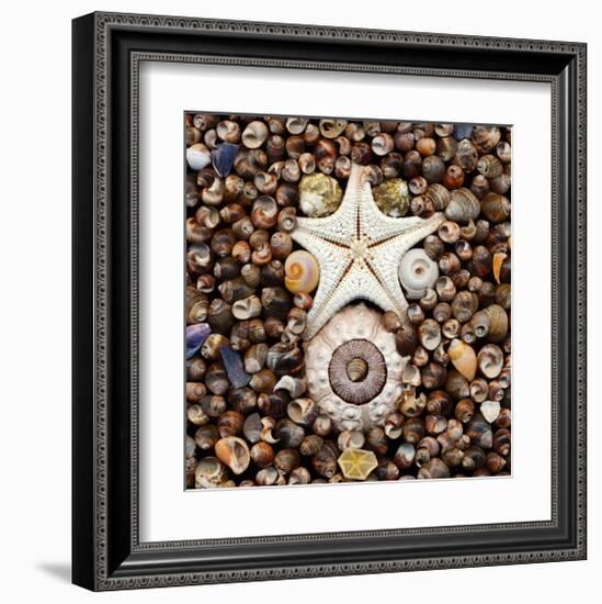 Urchin Star Sea Shells-null-Framed Art Print