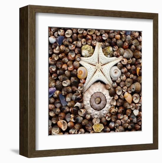 Urchin Star Sea Shells-null-Framed Art Print