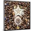Urchin Star Sea Shells-null-Mounted Art Print