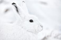 Portrait Of An Arctic Snow Hare (Lepus Arcticus Groenlandicus) North East Greenland. March-Uri Golman-Framed Photographic Print