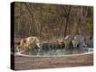 Stretched Canvas Print