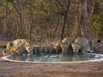 Asiatic Lionesses and Cubs Drinking from Pool, Gir Forest NP, Gujarat, India-Uri Golman-Framed Photographic Print