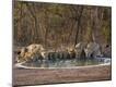Photographic Print