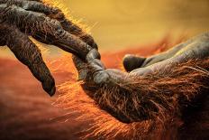 Close up of hands of a Bornean Orangutan, Borneo-Uri Golman-Photographic Print
