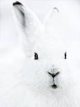 Portrait Of An Arctic Snow Hare (Lepus Arcticus Groenlandicus) North East Greenland. March-Uri Golman-Framed Photographic Print