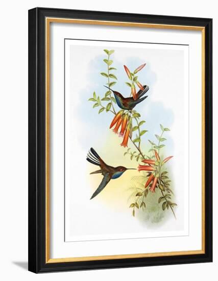 Urochroa Bougieri-Aaron Ashley-Framed Art Print