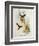 Urochroa Bougieri-John Gould-Framed Giclee Print