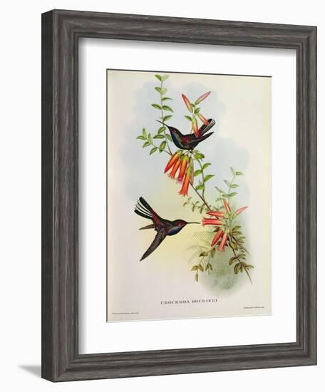 Urochroa Bougieri-John Gould-Framed Giclee Print