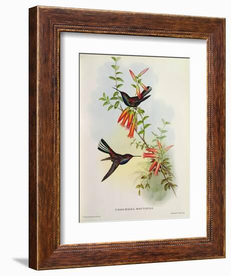 Urochroa Bougieri-John Gould-Framed Giclee Print