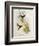 Urochroa Bougieri-John Gould-Framed Giclee Print