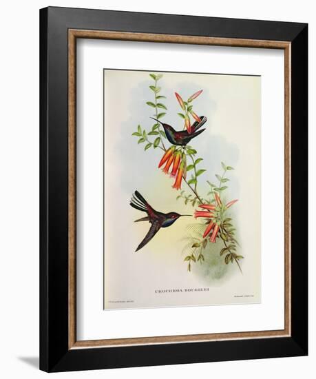 Urochroa Bougieri-John Gould-Framed Giclee Print