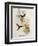 Urochroa Bougieri-John Gould-Framed Giclee Print