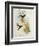 Urochroa Bougieri-John Gould-Framed Giclee Print