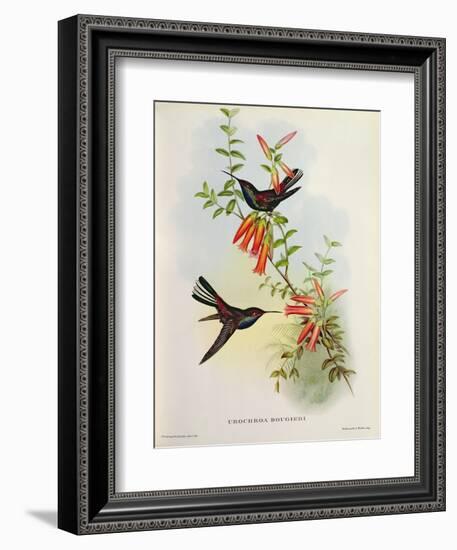 Urochroa Bougieri-John Gould-Framed Giclee Print