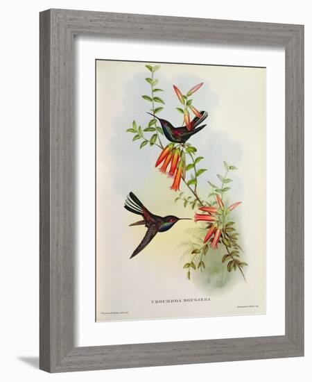 Urochroa Bougieri-John Gould-Framed Giclee Print