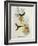 Urochroa Bougieri-John Gould-Framed Giclee Print