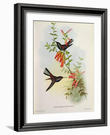 Urochroa Bougieri-John Gould-Framed Giclee Print