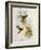 Urochroa Bougieri-John Gould-Framed Giclee Print