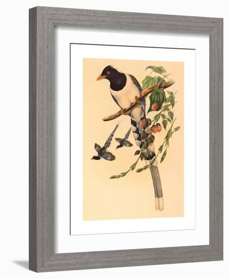 Urocissa Magnirostris-Richter & Gould-Framed Giclee Print