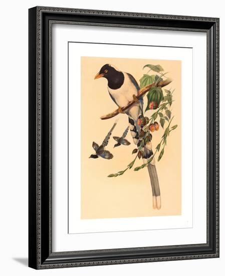 Urocissa Magnirostris-Richter & Gould-Framed Giclee Print