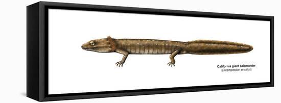 Urodele Larva, California Giant Salamander (Dicamptodon Ensatus), Amphibians-Encyclopaedia Britannica-Framed Stretched Canvas