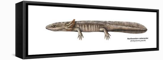 Urodele Larva, Northwestern Salamander (Ambystoma Gracile), Amphibians-Encyclopaedia Britannica-Framed Stretched Canvas