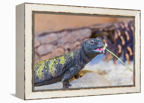 Uromastyx Lizard-Gary Carter-Framed Premier Image Canvas