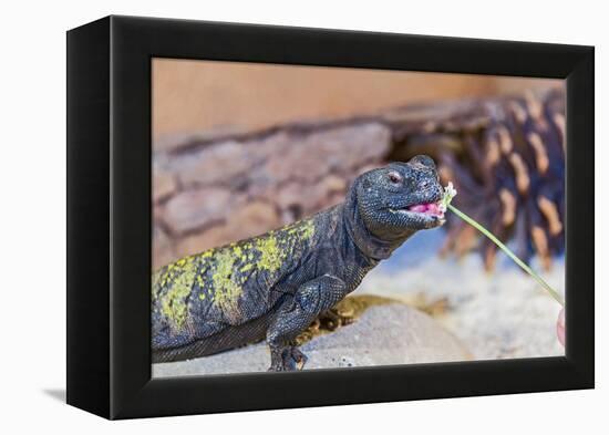 Uromastyx Lizard-Gary Carter-Framed Premier Image Canvas